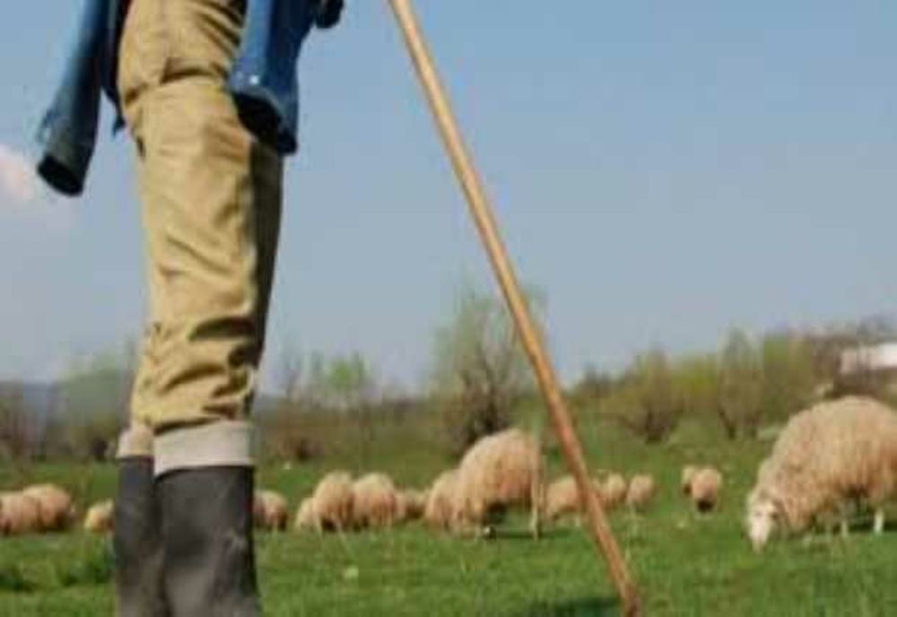 CIOBAN ARESTAT PENTRU VIOL ASUPRA UNEI MINORE DE 12 ANI 