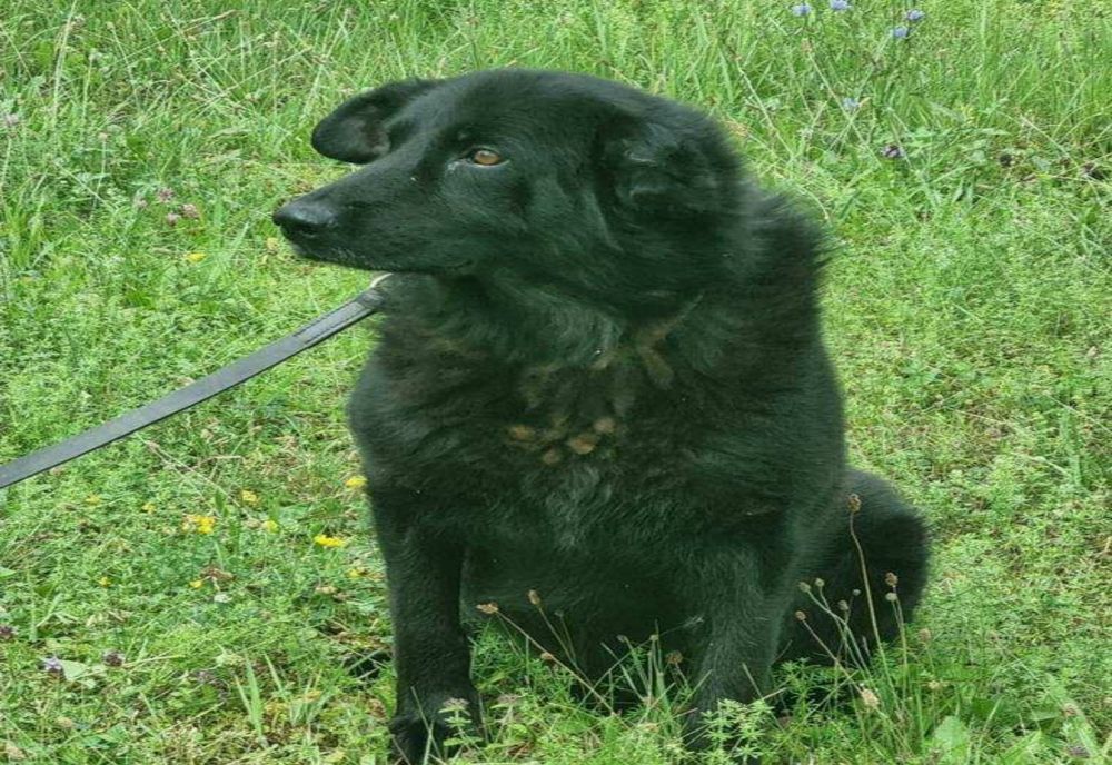 ADOPTĂ UN EROU: CÂINELE DE SERVICIU TUL, DISPONIBIL PENTRU ADOPȚIE