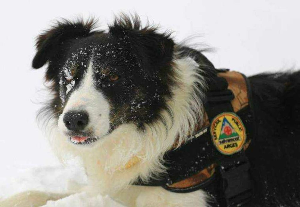 VETERANUL HELIOS, BORDER COLLIE-UL SALVAMONT DIN ROMÂNIA