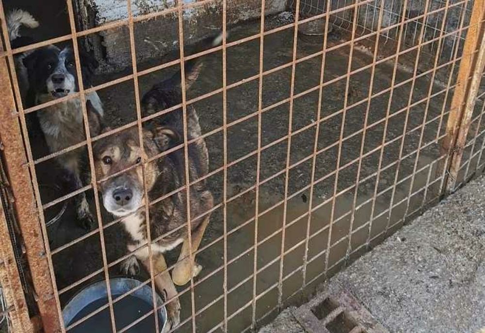 POLIȚIA ANIMALELOR INTERVINE ÎN CAZUL A 60 DE CÂINI EUTANASIAȚI ÎN TÂRGU JIU