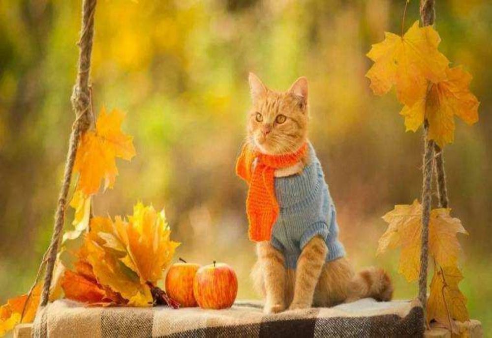 ECHINOCȚIUL DE TOAMNĂ 2024: FENOMENUL ASTRONOMIC MARCANT