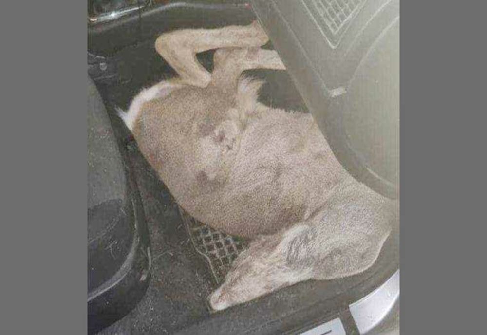 BRACONAJ ÎN BÂRLA: DOI TINERI, TRIMIȘI ÎN JUDECATĂ PENTRU UCIIDEREA UNUI CĂPRIOR