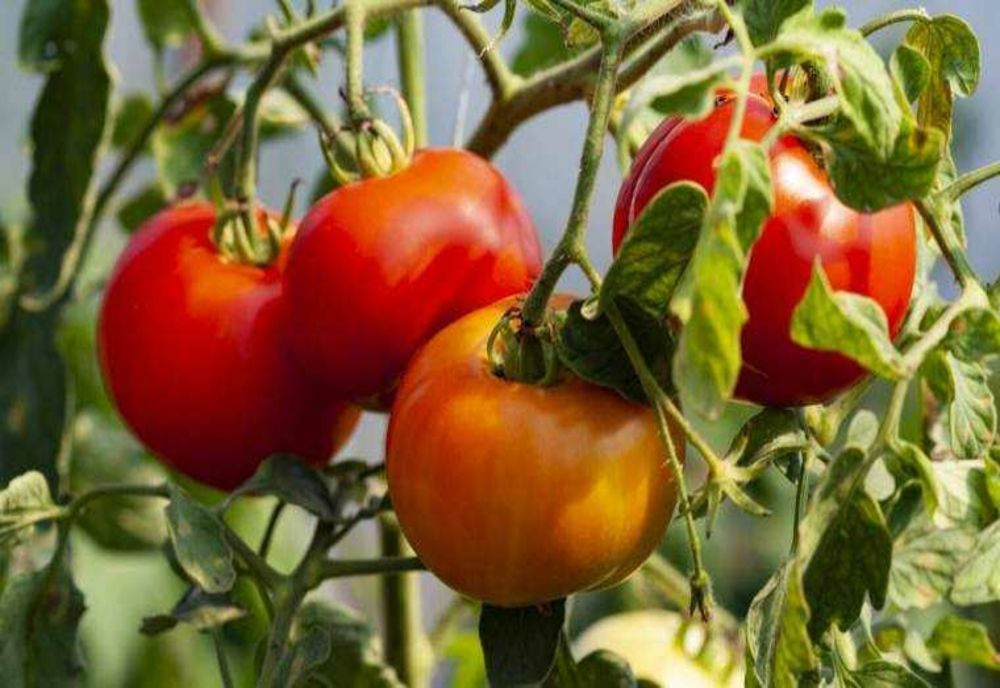 ROȘIILE - SECRETELE UNEI RECOLTE BOGATE ȘI SĂNĂTOASE