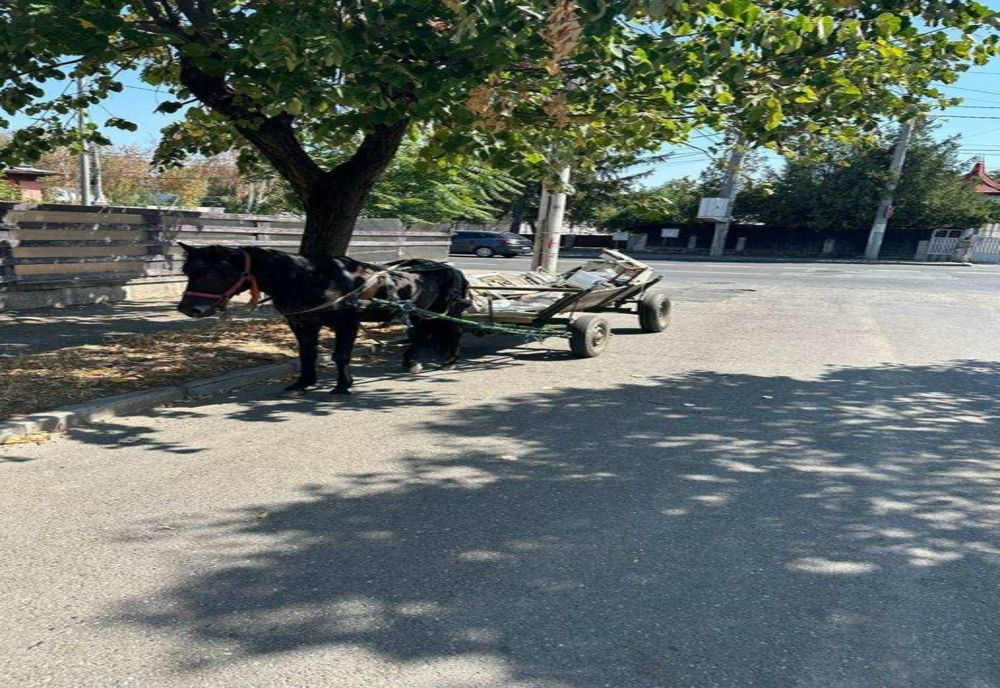 VEHICUL TRAS DE ANIMALE, OPRIT ÎN MUNICIPIUL PITEȘTI