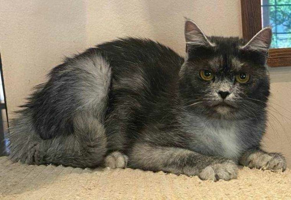 RASA "PISICA TRANSILVANĂ" ÎN CURS DE OMLOGARE DE CĂTRE FEDERAȚIILE INTERNAȚIONALE