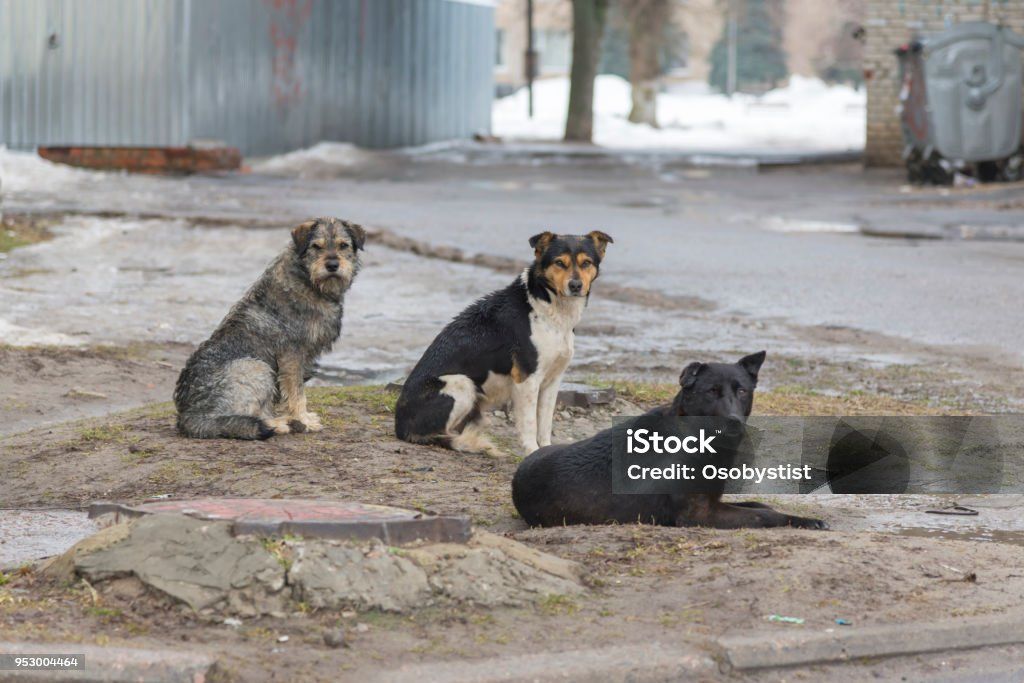 Photo of flock sad homeless dogs on a cold spring afternoon