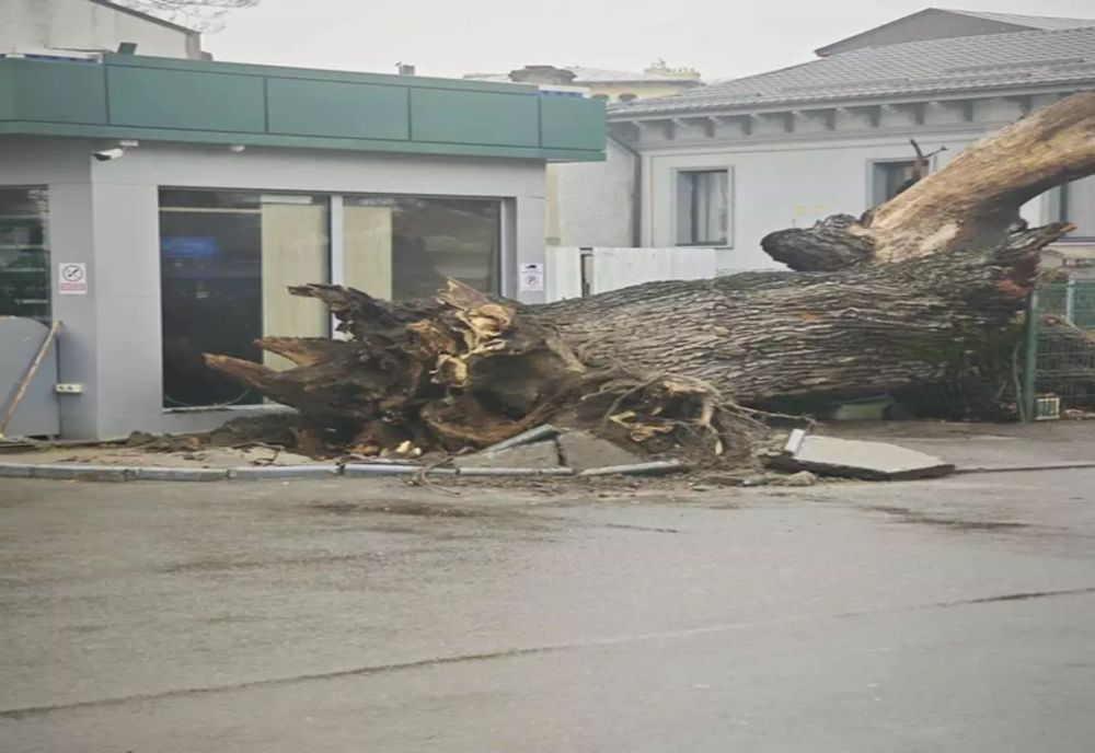 Ultimul martor al Codrilor Vlăsiei, stejarul secular din București, s-a prăbușit