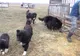 Câinii ciobănești au atacat un grup de turiști, în Făgăraș!