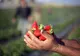 800 de locuri de muncă în agricultură, în Spania