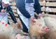 Încă un focar de pestă porcină în Argeș. Virusul a fost confirmat și în Bascov