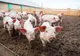 De astăzi, peste 7.700 de porci vor merge la sacrificare la abatoarele din Argeș