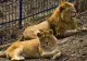 Noi locatari, la ZOO Pitești! Trei lei au fost aduși de la Oradea