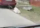 VIDEO! Viceprimar filmat târând un căţel în urma maşinii. Ce spune acesta