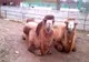 Program special la Zoo Pitești în minivacanța de Paști
