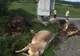 Șase vaci au fost omorâte de fulgere în comuna Cepari