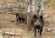 Pesta porcină, confirmată la un porc mistreț găsit mort într-o pădure din Mihăești