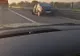 Cal lăsat liber pe A1, lovit de două mașini! Una s-a răsturnat