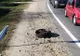 Trei adulţi şi doi copii, răniţi în accident la Merişani!