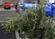 Firma de salubrizare strânge brazii de Crăciun, pentru reciclare