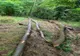 Jandarmii au confiscat drujba hoților de lemne