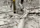Circulație întreruptă total pentru lucrări de toaletare a arborilor