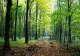 Persoane rătăcite pe un drum forestier