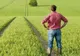 Digitalizare în agricultură. Fermierii pot depune online și/sau telefon solicitările pentru certificate fitosanitare