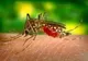 RISC DE EPIDEMIE CU VIRUSUL WEST NILE ÎN BUCUREȘTI!