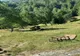 TRAGEDIE ÎN ARGEȘ: ACCIDENT CU TRACTORUL ÎN DAMBOVICIOARA