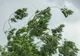 COD GALBEN DE FENOMENE METEO EXTREME: CEAȚĂ ȘI VÂNT PUTERNIC - RAFALE DE PÂNĂ LA 70 KM/H