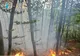 POMPIERII INTERVIN PENTRU STINGERE LA UN INCENDIU ÎNTR-O PĂDURE DIN CICĂNEȘTI