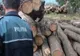 O SOCIETATE COMERCIALĂ DIN DRĂGANU, SANCȚIONATĂ PENTRU DETENȚIE ILEGALĂ DE LEMN