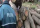 ABATERI PRIVIND TRANSPORTUL DE MATERIAL LEMNOS: SANȚIUNI ȘI CONFISCĂRI