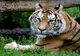 UN ANGAJAT DE LA GRĂDINA ZOOLOGICĂ PITEŞTI A MURIT DUPĂ CE A FOST ATACAT DE UN TIGRU