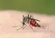 Bilanțul infecțiilor cu virusul West Nile urcă la 10 cazuri în acest sezon. Anunțul INSP