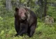 Român, față în față cu doi urși, în pădure: ce a făcut ca să scape