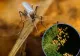 INSP: 2 cazuri de infecție cu virusul West Nile, confirmate în Argeș în 2026