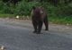 Sunt disperaţi! Cetăţenii amenință cu proteste din cauza urșilor!