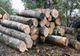 Amenzi pentru transport lemne fără documente legale