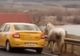 Când anormalitatea devine obișnuință. Au furat un cal și au mers cu el, legat de un taxi, zeci de kilometri